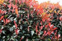 potaturasiepephotinia2