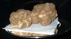 tartufobianco1