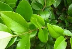ligustro1