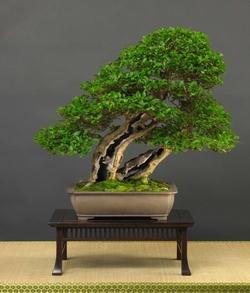 Bonsai ligustrum