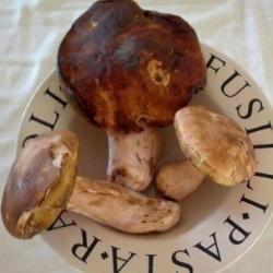 porcini1
