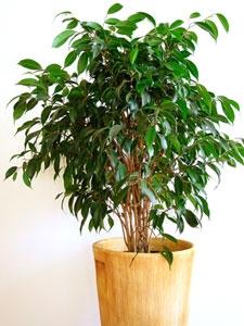 ficus benjamin