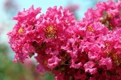 lagerstroemiapotatura