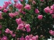 lagerstroemia potatura