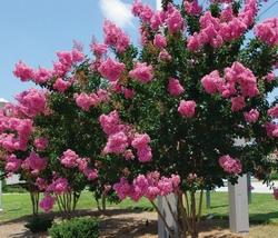 lagerstroemia1