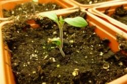 fertilizzantibiologici