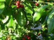 periodo potatura ciliegio