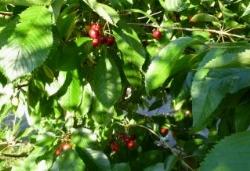 periodopotaturaciliegio