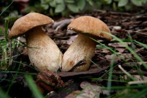 Corso sui funghi a Firenze