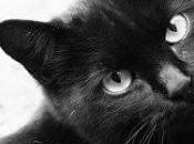 Emergenza Halloween: gatti neri sacrificati rituali esoterici satanici. invitano associazioni effettuare adozioni fino novembre