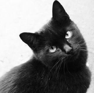 Emergenza Halloween: gatti neri sacrificati in rituali esoterici e satanici. Si invitano le associazioni a non effettuare adozioni fino al 2 novembre