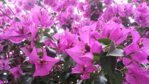 buganvillea