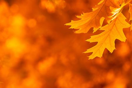 Fall foliage in Valle Olona