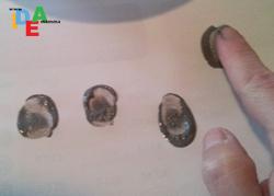 ragno-impronta1 PICCOLI RAGNETTI CHE SCENDONO DALLA RAGNATELA