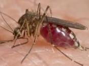 West Nile Disease