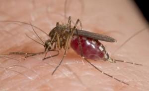 West Nile Disease