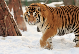 Estremo Oriente. Le mafie illegali nella taiga siberiana