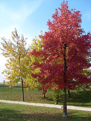 L'autunno e gli alberi ripresi nel parco di Ma...