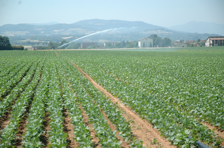 Un campo agricolo (conipiediperterra.com)