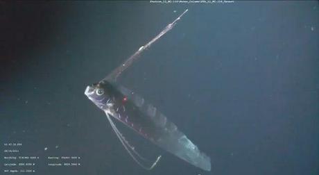 Oarfish (1)