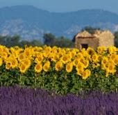 EgoNatural.com: dal mondo, il meglio della natura.