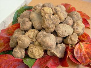 Festa del Tartufo a Montaione con “Wine tasting show” e “Cooking show”