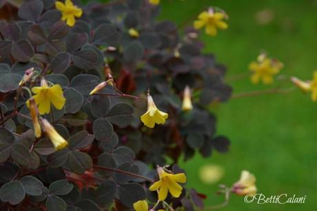 oxalis_1248