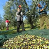 La cultura dell’olio d’oliva in Sicilia e a San Vito Lo Capo.