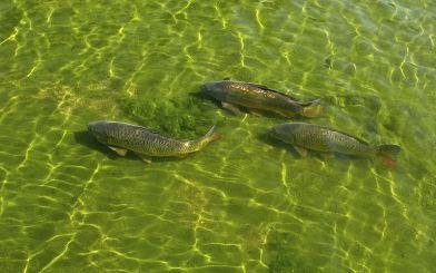 800px-Carp_in_Herbert_Park_Pond,_Dublin