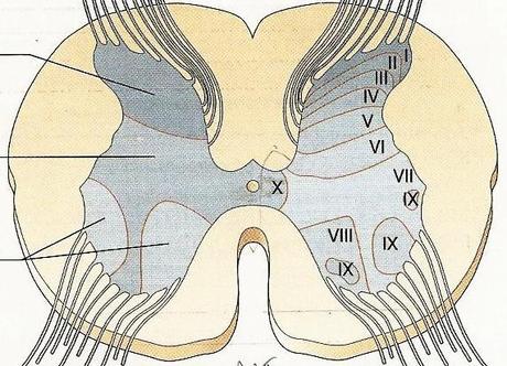 Sbarre che fanno stare meglio: la teoria del cancello (Gate Control Theory)