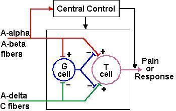 Sbarre che fanno stare meglio: la teoria del cancello (Gate Control Theory)