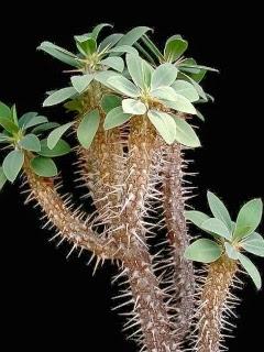 Wallpaper Euphorbia fianarantsoae