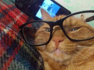  Nerd Cat