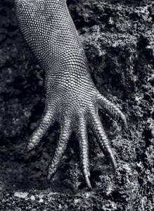 Sebastião Salgado Genesi Iguana