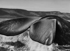 Sebastião Salgado Genesi