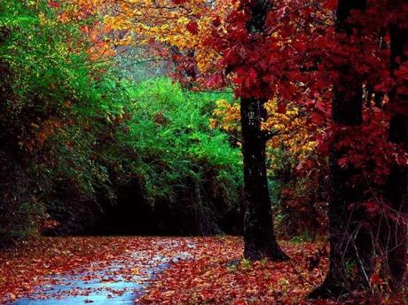 Che palle l’autunno! di N. Losito