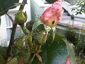 English: Japanese rose (Rosa rugosa) blossoms ...