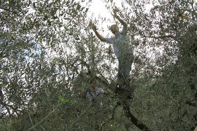 cronaca di una domenica terminata al frantoio