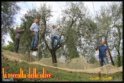 cronaca di una domenica terminata al frantoio