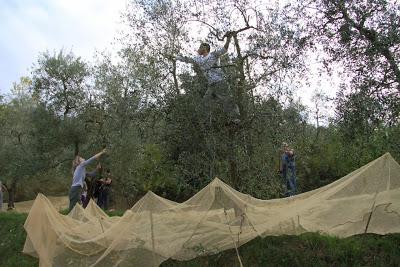 cronaca di una domenica terminata al frantoio