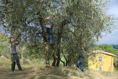 cronaca di una domenica terminata al frantoio