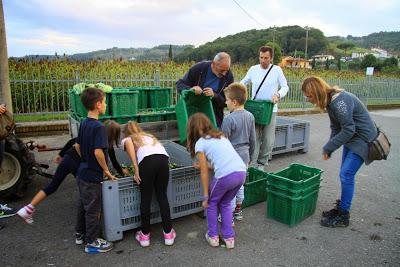 cronaca di una domenica terminata al frantoio