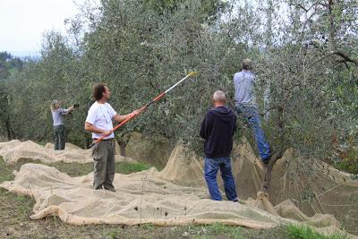 la campagna delle olive a Pierino