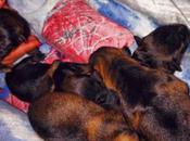 Messina trovati otto cuccioli cane rifiuti