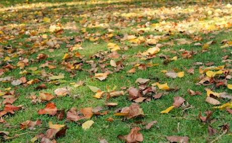 I colori dell'autunno: pic nic nel bosco