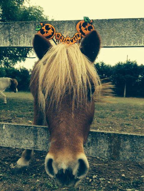 NEWS. Halloween al maneggio tra pony e zucche   a Busto Arsizio