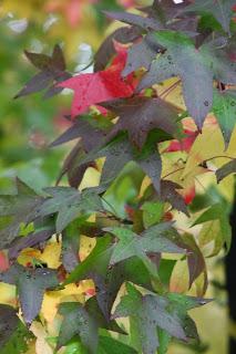 Fall foliage in Valle Olona