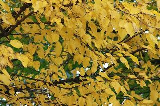 Fall foliage in Valle Olona