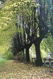 Fall foliage in Valle Olona