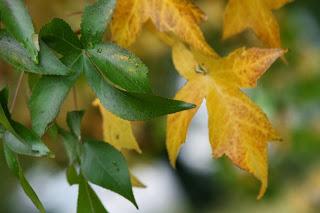 Fall foliage in Valle Olona